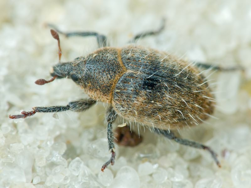 Lachnaeus crinitus (Boheman, 1836)